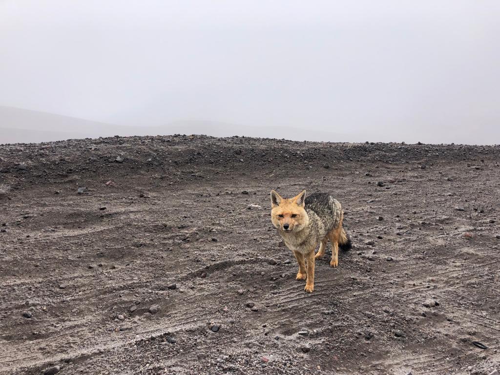Lobo de páramo en Cotopaxi