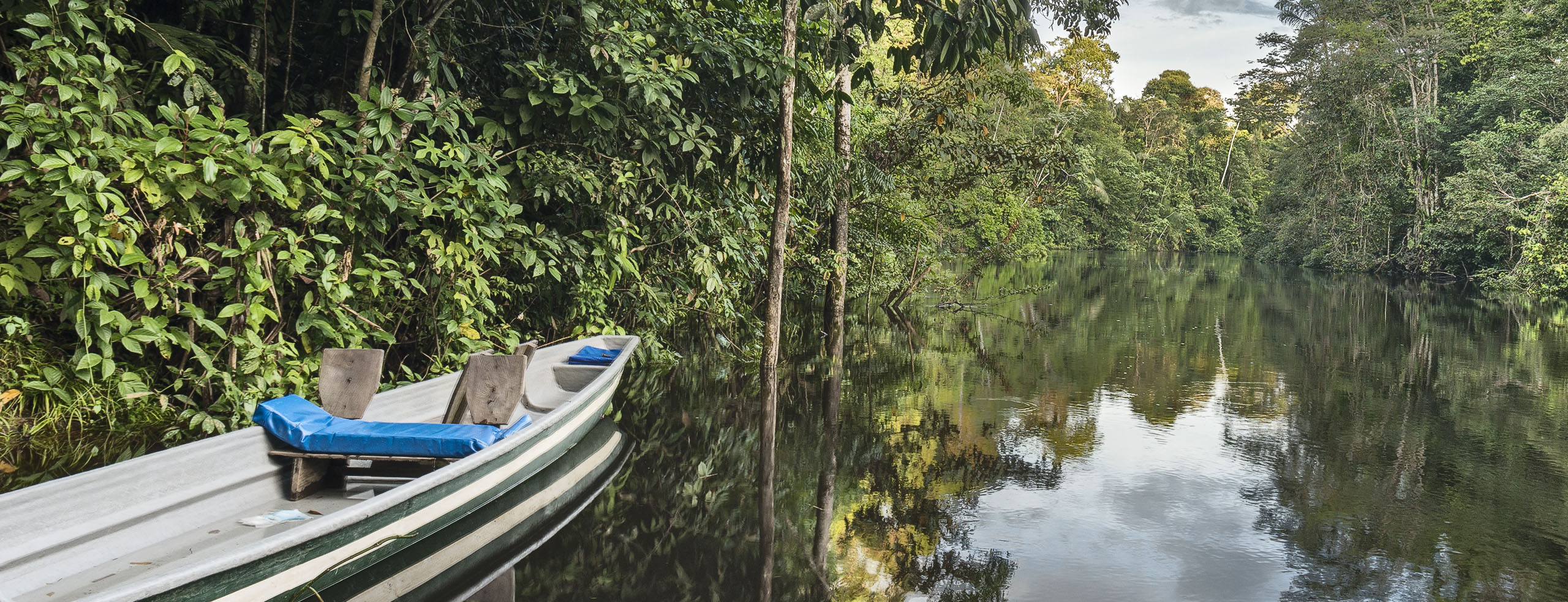 Wildlife deep in the Ecuador's  jungle 