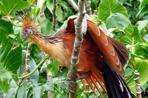El hoatzin o hoazin es una ave prehistórica rara de la amazonía ecuatoriana