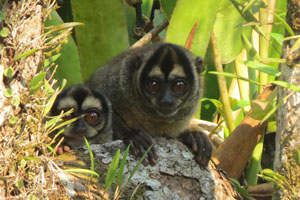 Monos nocturnos en la reserva del cuyabeno
