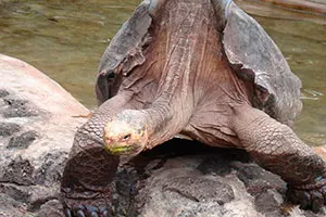 Excursión a las islas Galápagos