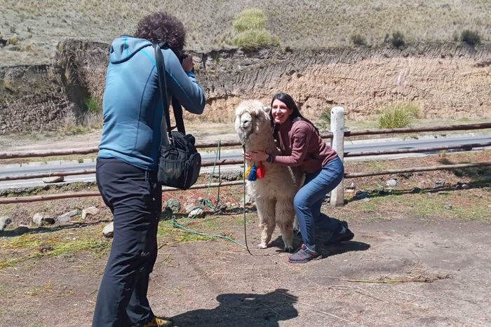 En Tigua, así como alrededor de la laguna, te puedes tomar fotos con alpacas al precio de 1 dolar