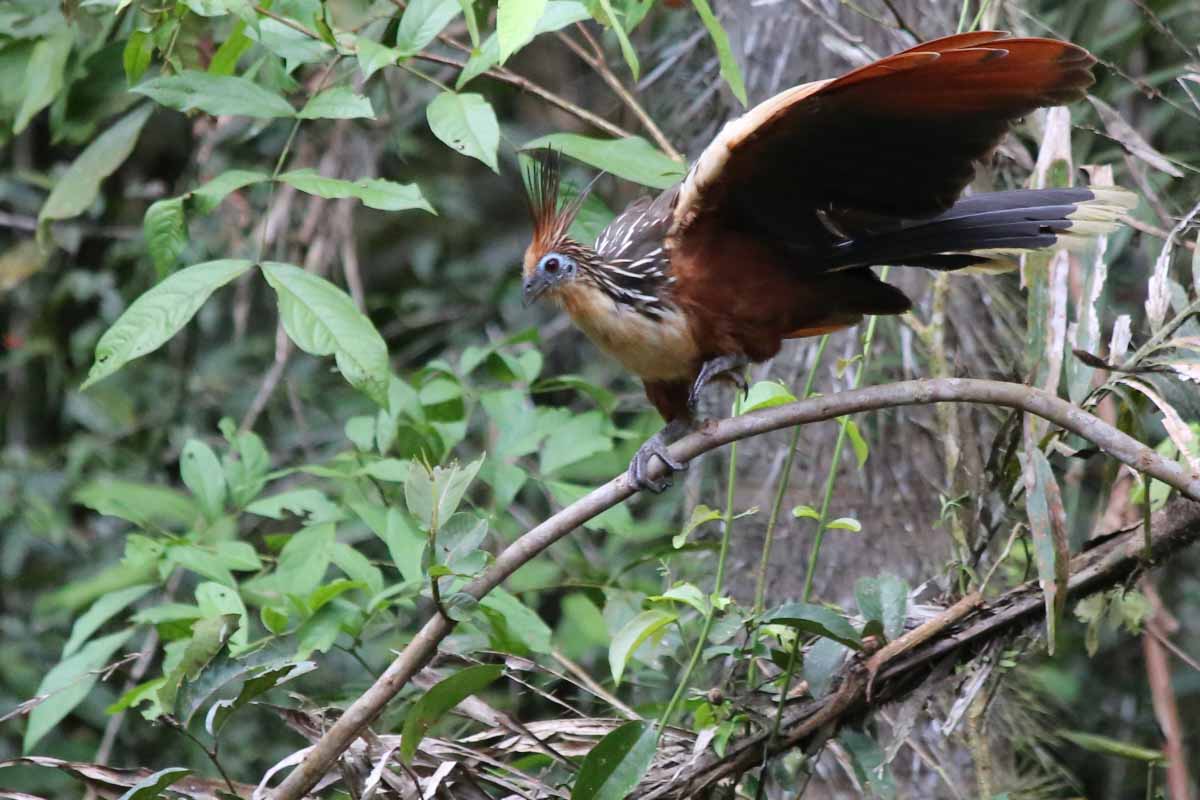 Amazon Yasuni Photo