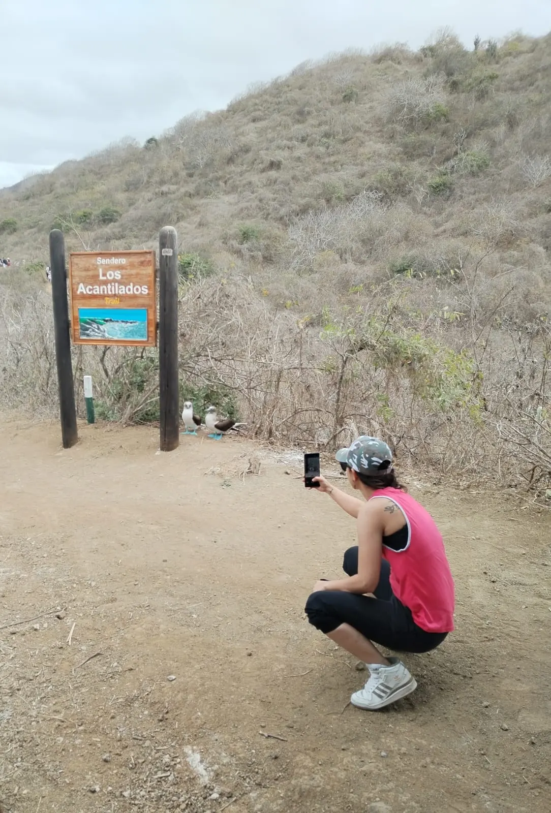 Turista en cuclillas fotografiando una pareja de piqueros patas azules en la Isla de la Plata