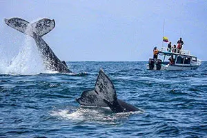 Salida desde Puerto López a ver las ballenas