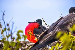 Aves que puedes ver en la isla de la plata como las fragatas