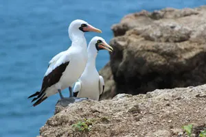 Piqueros de nazca en la isla de la plata del parque nacional machalilla